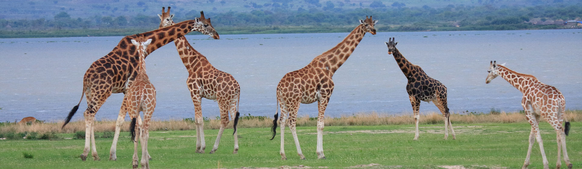 ロスチャイルドキリン